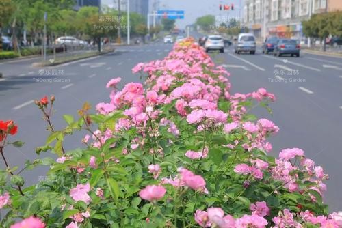 月季花 月季花