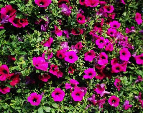 牽牛花