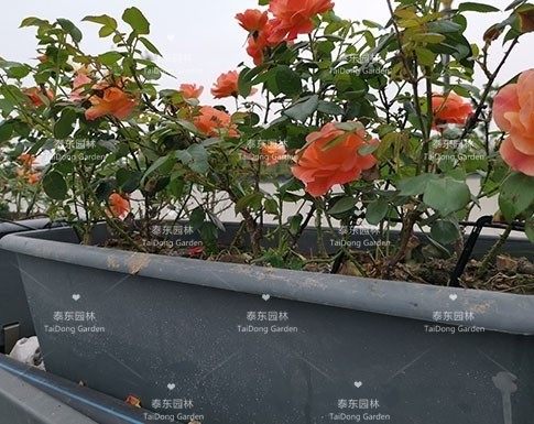 戶外高架花箱